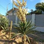 Yucca gloriosa Õis
