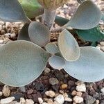 Kalanchoe orgyalis Folha