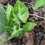 Syngonium angustatum Лист