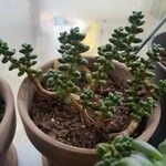 Sedum furfuraceum Лист