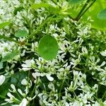 Chamaesyce hypericifolia Лист