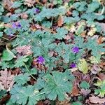 Geranium pyrenaicum عادت داشتن