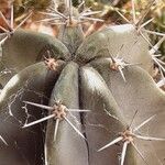 Stenocereus stellatus Egyéb