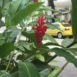 Alpinia purpurata പുഷ്പം