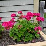 Pelargonium × hybridum Habit