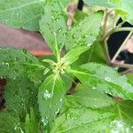 Euphorbia davidii Fruto
