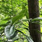 Camptotheca acuminata Rinde