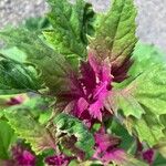 Chenopodium giganteum Leaf