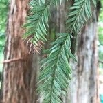 Sequoia sempervirens Foglia