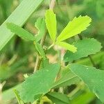 Trigonella esculenta Leaf