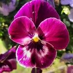 Viola arvensis Flower