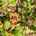 Ribes malvaceum ᱡᱚ