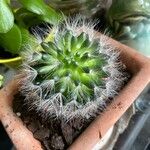 Mammillaria bocasanaFuelha