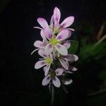 Francoa appendiculata Цвят