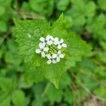 Alliaria petiolata Flower