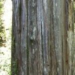 Fitzroya cupressoides Kabuk