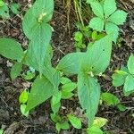 Spigelia anthelmia Folha