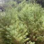 Cryptomeria japonica পাতা