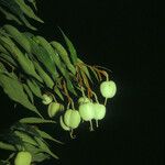 Mabea subsessilis Плод