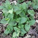 Teucrium scorodonia Листок