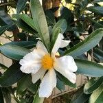 Gordonia axillaris Flor