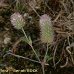 Trifolium arvense Mosusu