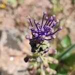 Muscari matritense Flower