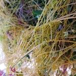 Cuscuta campestris Leaf