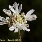 Lomelosia rutifolia പുഷ്പം