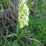 Dactylorhiza romana Habitatea