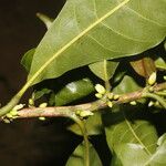 Pouteria caimito Fruit