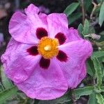 Cistus × purpureus Květ