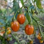 Solanum aviculare ফল