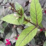 Pseuderanthemum laxiflorum পাতা