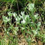 Bombycilaena erecta Habit