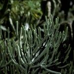 Euphorbia aphylla Corteza