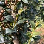 Buxus sempervirens Folha