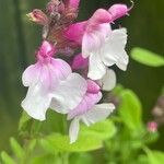 Salvia involucrata 花
