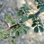 Vachellia tortilisFolha