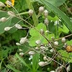 Camelina sativa Плід