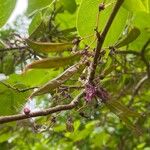 Cercis chinensis Плод