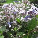 Hydrangea macrophyllaBlodyn