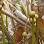 Sarracenia minor Плод