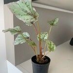 Begonia rex Leaf