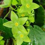 Chloropetalum denticulatum Flower