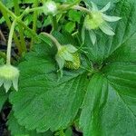 Fragaria virginiana Fruit