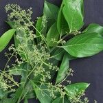 Nectandra cissiflora Otro