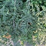 Rubus thibetanus Hoja