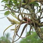 Tillandsia paucifolia Flower