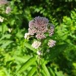 Eutrochium fistulosum Flower